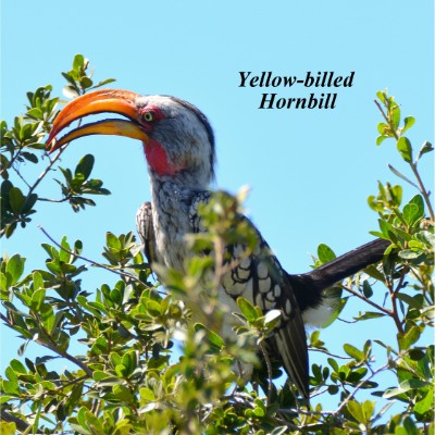 Yellow-billed Hornbill